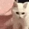 catbop