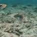 fishfast