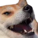 dogekek