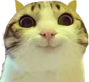 cathi