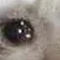 catcry0