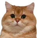 fatcat fatcat