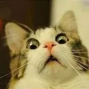 catyowhat Discord Emoji