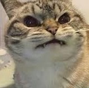 angrykitt Discord emoji