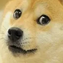 wtf_doggy