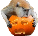 monoPumpkin