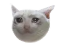 CatCry CatCry