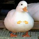 shyduckkindacute