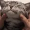catsquish catsquish