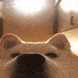 STARE STARE