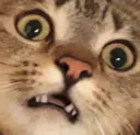 catwhat