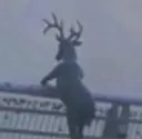 deerPain
