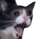 AAAA