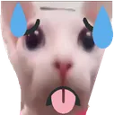 hot_bingus