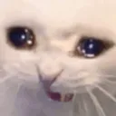 sadcat