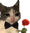 Catlove catlove Discord Emoji