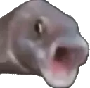 Pog Fish PogFish Discord Emoji