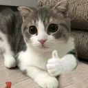 Thumbscat Discord Emoji