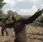 Monke_Dance