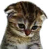 sadCat