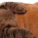 kotsleep2