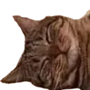 kotsleep1