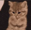 __