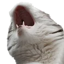 chonko