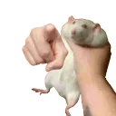 RatPoint