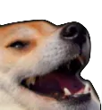 doggo