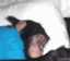 monkey_wakeup Discord emoji