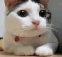 NO