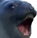 Seal_pog