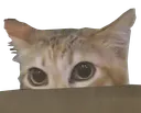 mewpeek