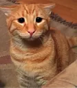 SadCat SadCat