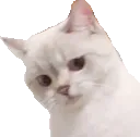 catnope