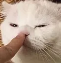 Cat Boop CatBoop Discord Emoji