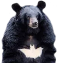 nanananananananananananaBATBAER