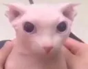 bingusStare