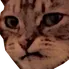 Cat cat Discord Emoji