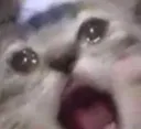 OX_sadcat3 OX_sadcat3