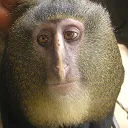sadmonki