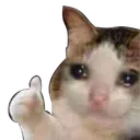 HJ_CateLike