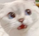 cat1