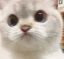 cat2
