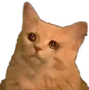 sadcat_stare sadcat_stare