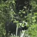gorilla_yum