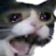 aaaCat aaaCat