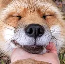 saveafox_finnegan