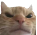 Cl Br Angrycat Discord Emoji